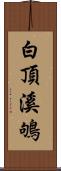 白頂溪鴝 Scroll