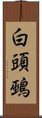 白頭鵐 Scroll