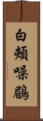白頰噪鶥 Scroll