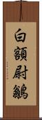 白額尉鶲 Scroll