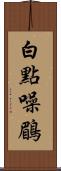 白點噪鶥 Scroll