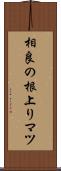 相良の根上りマツ Scroll