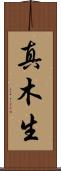 真木生 Scroll