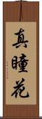 真瞳花 Scroll