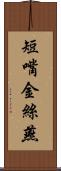 短嘴金絲燕 Scroll