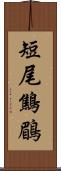 短尾鷦鶥 Scroll
