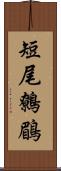 短尾鷯鶥 Scroll