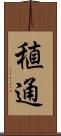 稙通 Scroll