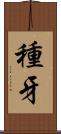 種牙 Scroll