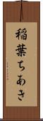 稲葉ちあき Scroll