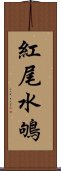 紅尾水鴝 Scroll