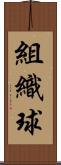 組織球 Scroll