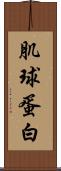 肌球蛋白 Scroll