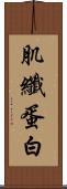 肌纖蛋白 Scroll
