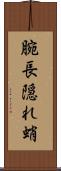 腕長隠れ蛸 Scroll