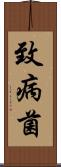 致病菌 Scroll