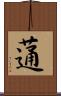 蓪 Scroll