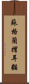 蘇格蘭摺耳貓 Scroll