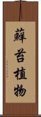 蘚苔植物 Scroll