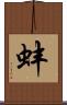 蚌 Scroll