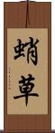 蛸草 Scroll