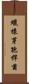 蠟樣芽孢桿菌 Scroll