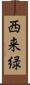 西来緑 Scroll
