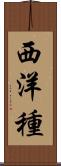 西洋種 Scroll