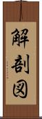 解剖図 Scroll
