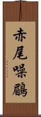 赤尾噪鶥 Scroll