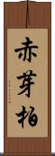 赤芽柏 Scroll