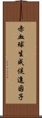 赤血球生成促進因子 Scroll