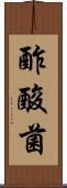 酢酸菌 Scroll