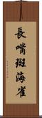 長嘴斑海雀 Scroll
