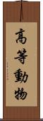 高等動物 Scroll