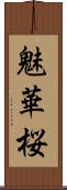 魅華桜 Scroll