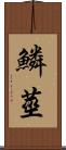 鱗莖 Scroll
