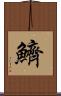 鱭 Scroll