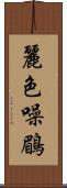 麗色噪鶥 Scroll