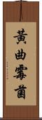 黃曲霉菌 Scroll