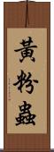 黃粉蟲 Scroll