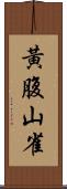 黃腹山雀 Scroll