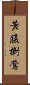 黃腹樹鶯 Scroll