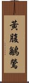 黃腹鶲鶯 Scroll