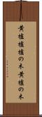 黄櫨 Scroll
