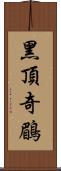 黑頂奇鶥 Scroll