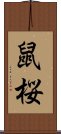 鼠桜 Scroll