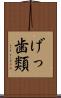 げっ歯類 Scroll