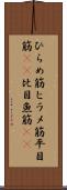 ひらめ筋 Scroll