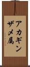 アカギンザメ属 Scroll